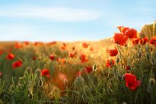 Sunlit Field Of Beautiful Blooming Red Poppy Flowers And Sky Royalty Free Stock Photos