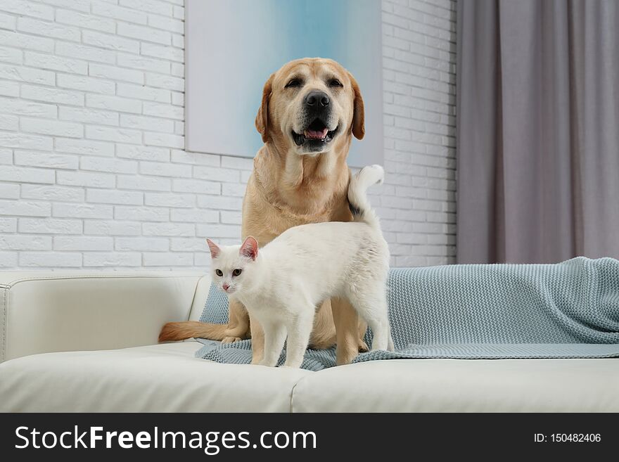 Adorable dog looking into camera and cat together on sofa