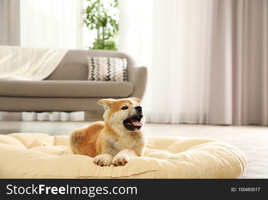 Cute Akita Inu Puppy On Pet Pillow