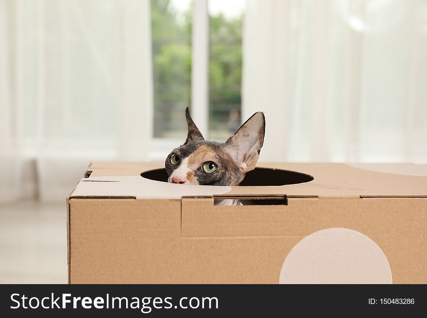 Cute sphynx cat inside cardboard house in room. Friendly pet
