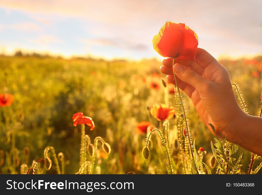 Woman with red poppy flower in field at sunset, closeup. Space for text