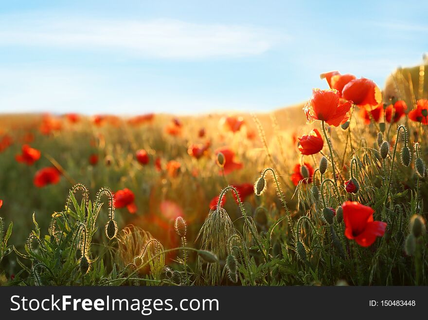 Sunlit Field Of Beautiful Blooming Red Poppy Flowers And Sky