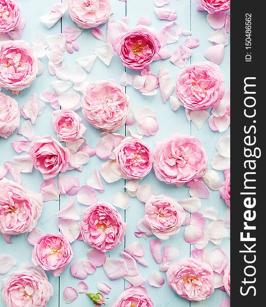 Tea rose pink flowers petals background. Shallow dof. Tea rose pink flowers petals background. Shallow dof