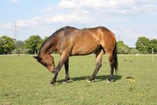 Bay Horse Scratching Royalty Free Stock Photos Bay Horse Scratching Royalty Free Stock Photos