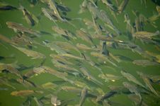 Close-up Shoal Of Lake Fish Stock Image