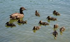 Duck With Ducklings On Lake Stock Images