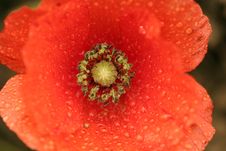Poppy Flower Stock Images Poppy Flower Stock Images