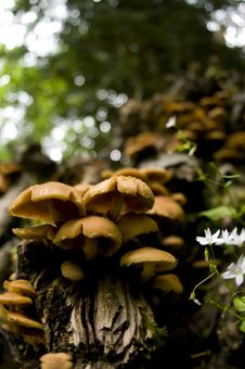 Mushrooms Royalty Free Stock Photo Mushrooms Royalty Free Stock Photo