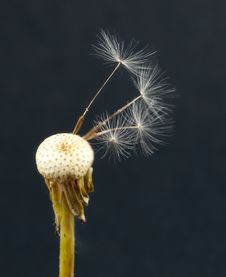 Dandelion Royalty Free Stock Photos Dandelion Royalty Free Stock Photos