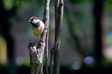 Sparrow Stock Photography