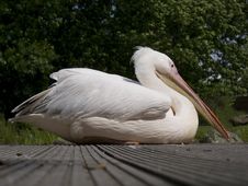 Pelican Bird Royalty Free Stock Photography Pelican Bird Royalty Free Stock Photography