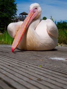 Pelican Bird Royalty Free Stock Image Pelican Bird Royalty Free Stock Image