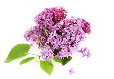 Lilac Stock Image Lilac Stock Image