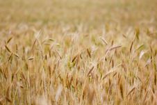 Rye Field Stock Images Rye Field Stock Images