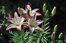 Blooming Lilies Royalty Free Stock Photos Blooming Lilies Royalty Free Stock Photos