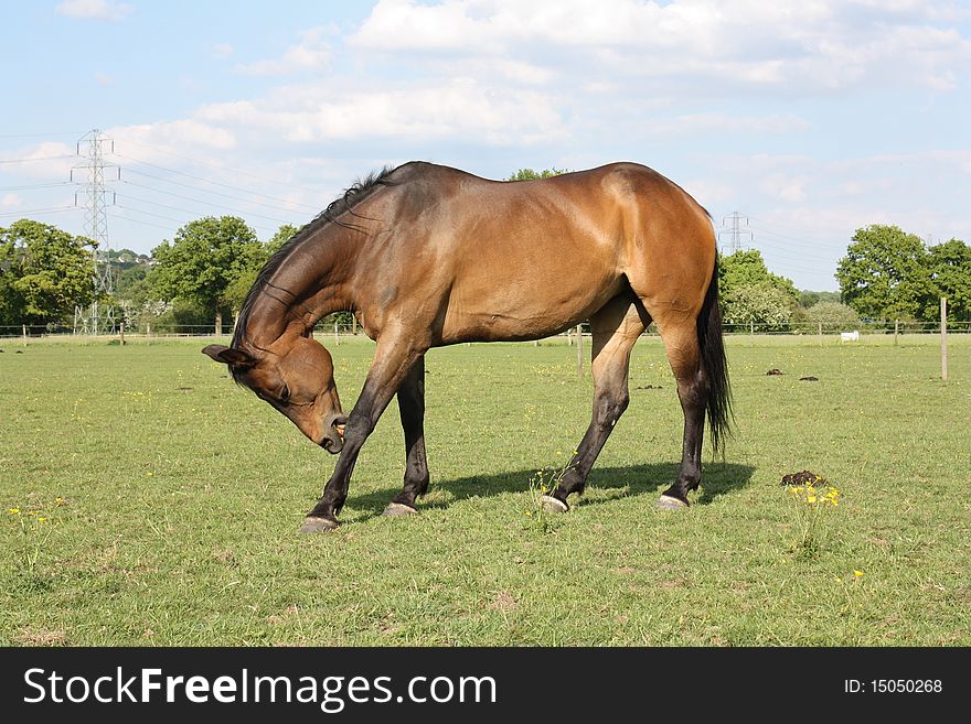 A Bay coloured mare at grass, scratching her leg. A Bay coloured mare at grass, scratching her leg