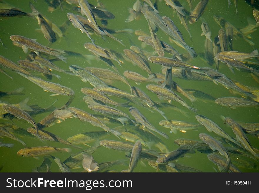 Close-up shoal of lake fish in water