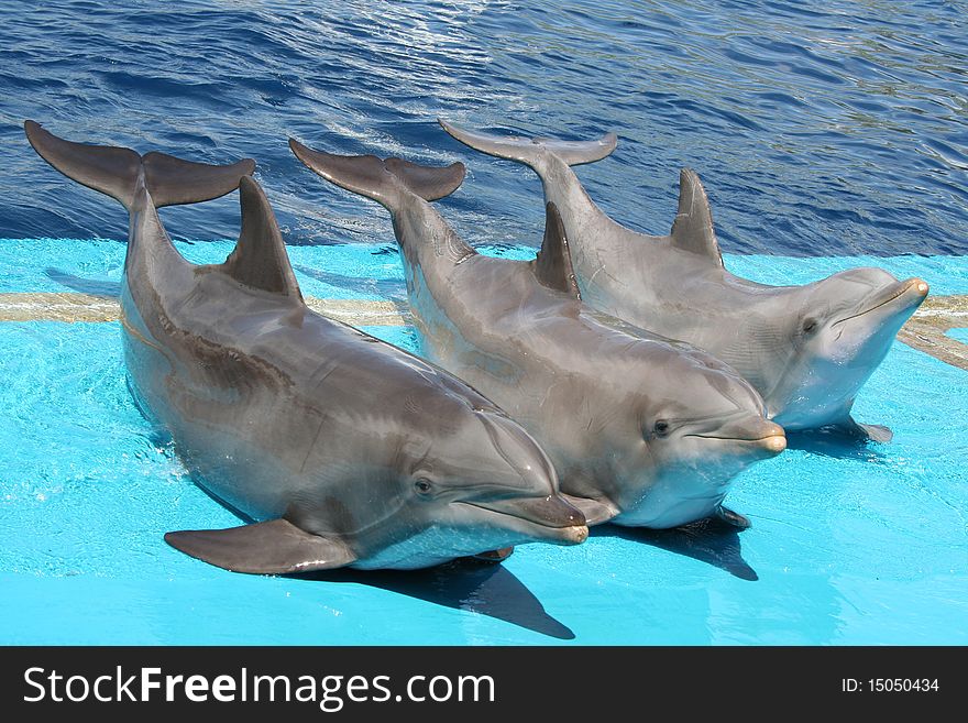 Three Dolphins Posing For The Public