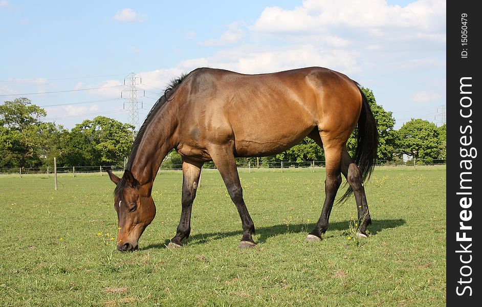 A Bay coloured mare grazing in a field. A Bay coloured mare grazing in a field