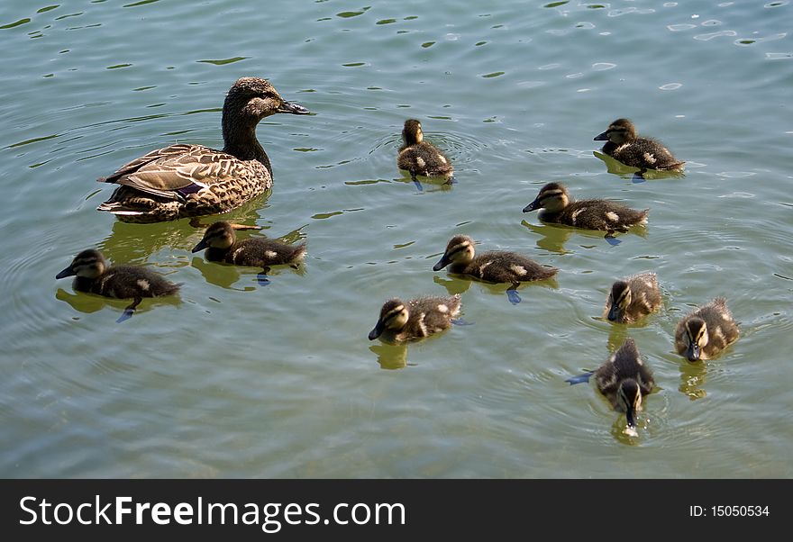 Duck with ducklings on lake