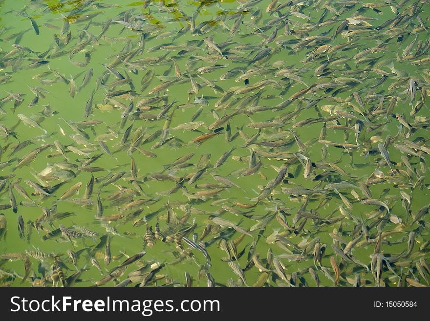 Shoal of lake fish in water