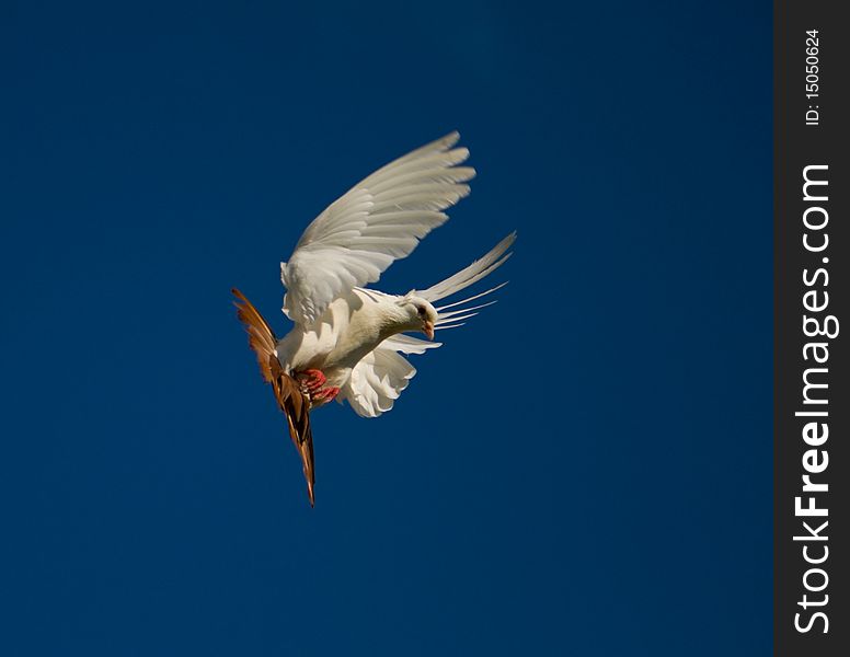 White dove fly in the blue sky. White dove fly in the blue sky