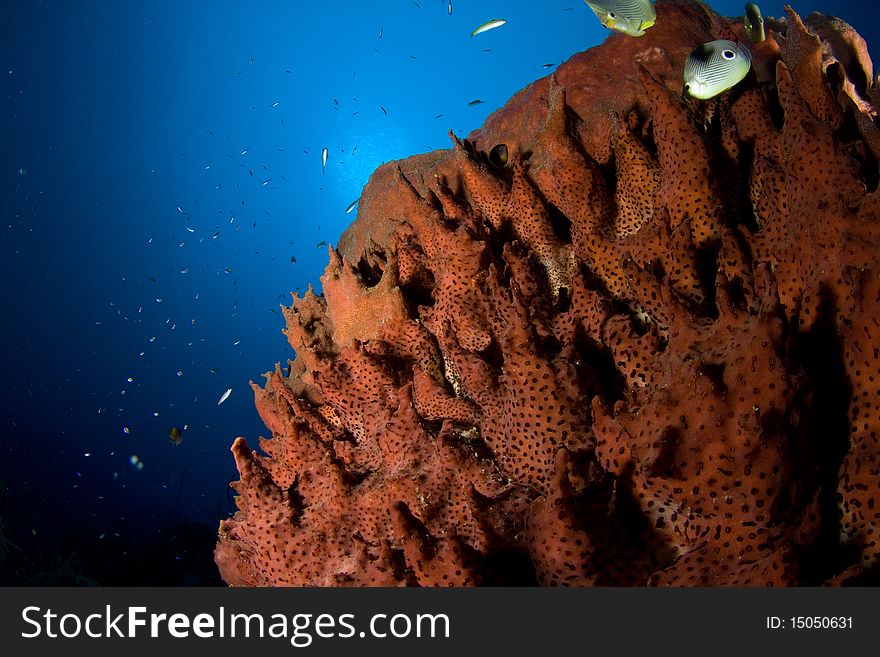A group of tiny little fish swim around their home - a large sea sponge on the reef off Grad Cayman, BWI