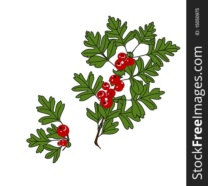 Two branches with red berries