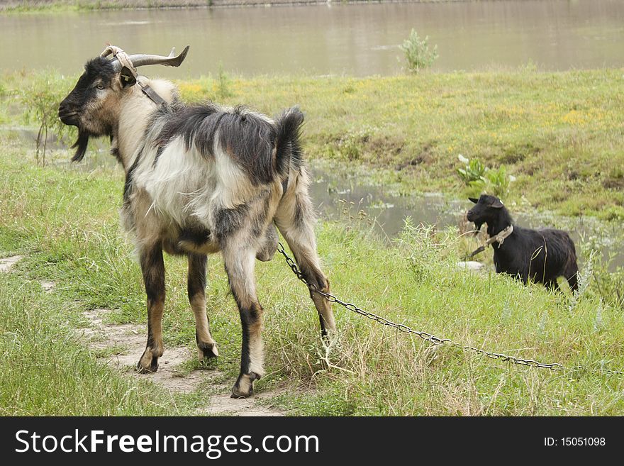 Goat eating green grass on river edge.