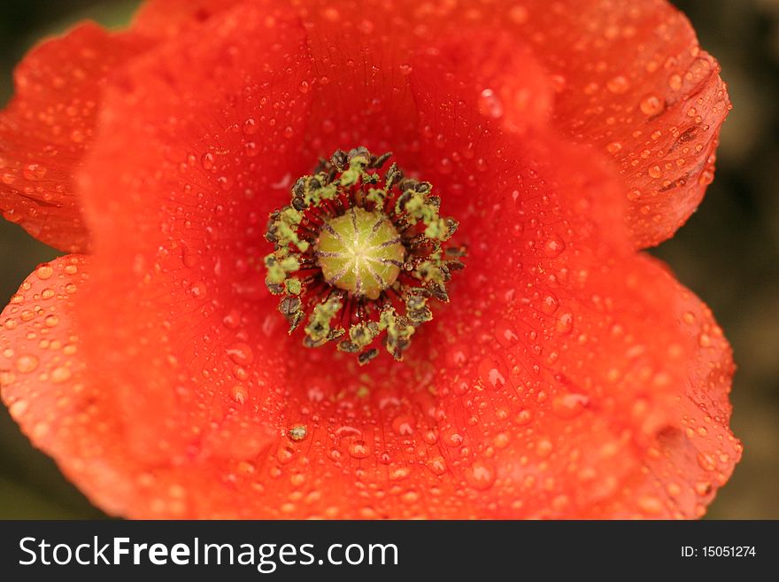 Macro photography of a poppy flower whose petals are covered by water drops