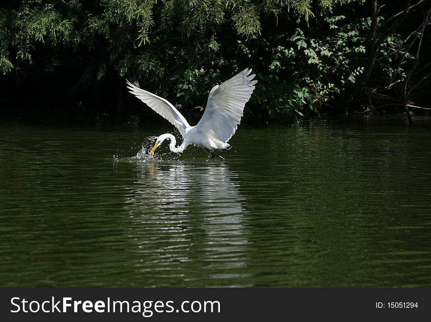 Egret fishing along a Louisiana bayou. Egret fishing along a Louisiana bayou