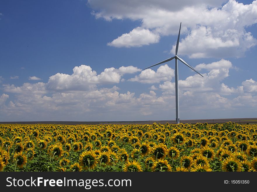 Sun flowers field looking at a wind turbine instead of Sun. Sun flowers field looking at a wind turbine instead of Sun