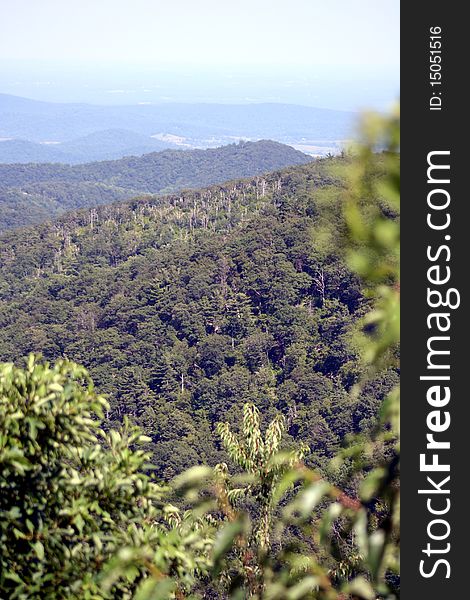 Shenandoah Valley during summer with views of blue ridge mountains