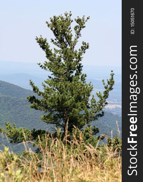 Shenandoah Valley during summer with views of blue ridge mountains