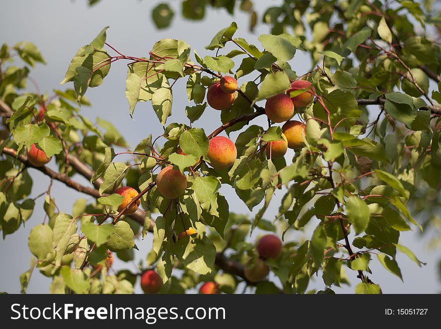 Ripe apricots on branch, blue background.