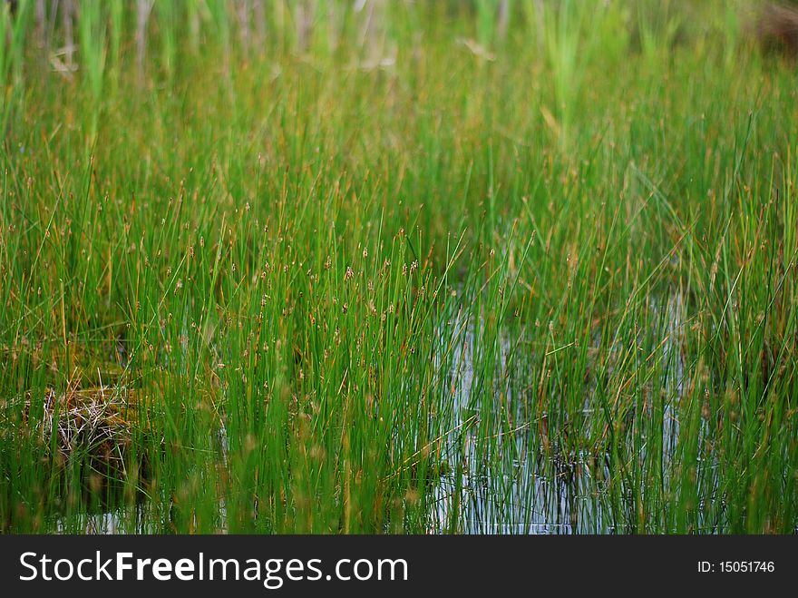 Green grass on a swamp with bits of water. Green grass on a swamp with bits of water