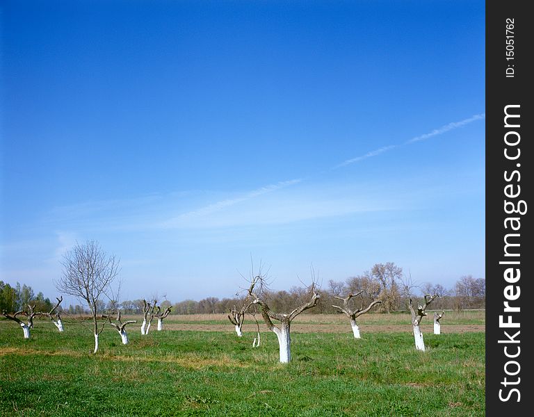 Spring in Ukraine. Fruit trees with branches severely cut back.