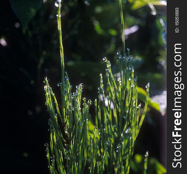 Morning dew on the grass.