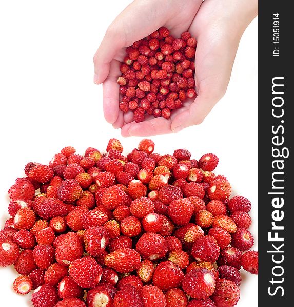 Hands with wild wooden strawberries isolated on white. Hands with wild wooden strawberries isolated on white