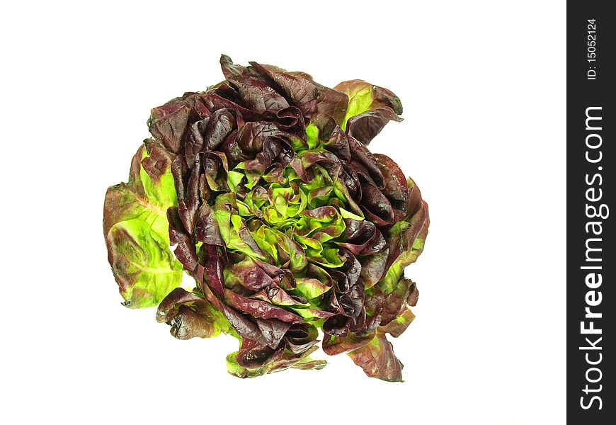Studio photo of isolated lettuce on white background