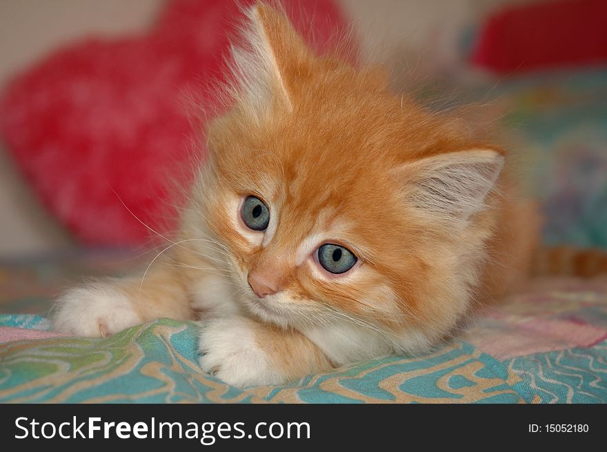 Fluffy orange kitten on bed