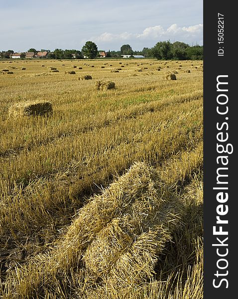 Square hay bales