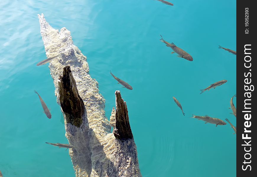 The group of fish in the clear turquoise water. The group of fish in the clear turquoise water.