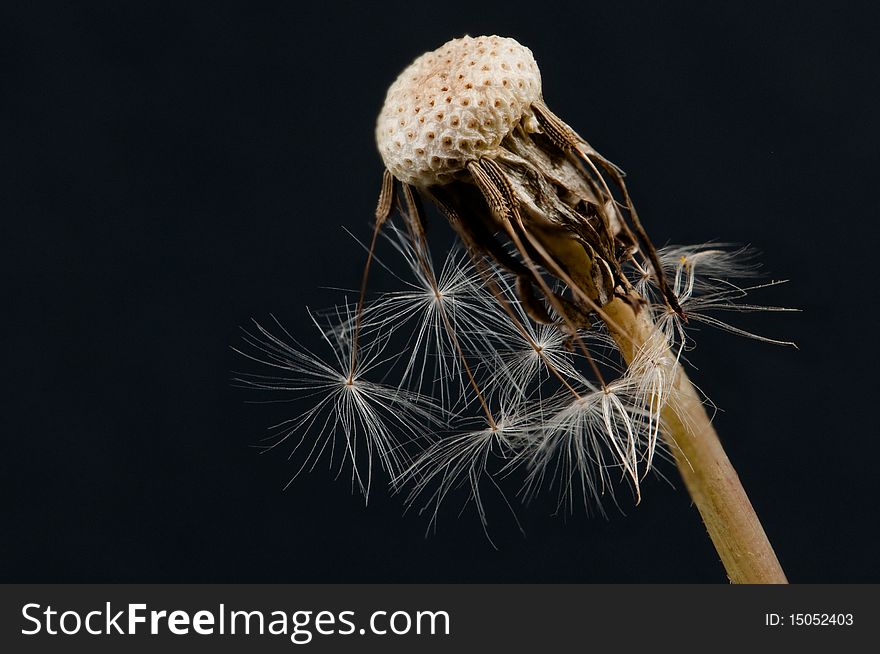 A photo of dandelion on black background