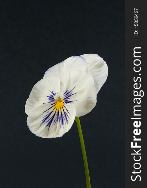 Isolated pansy flower-head, Viola x wittrockiana