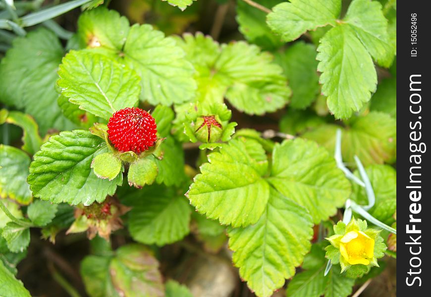 Ornamental strawberry in the grass