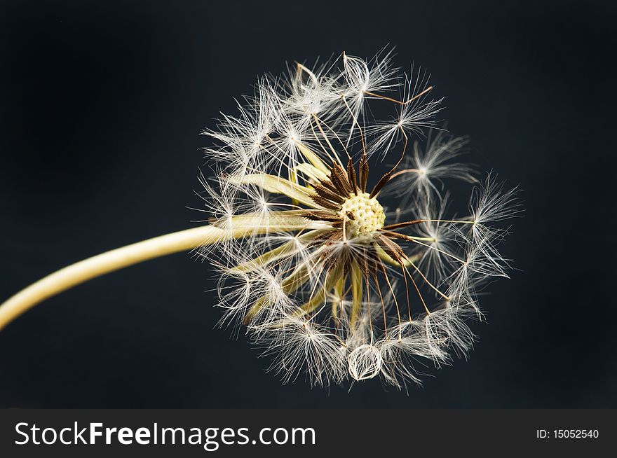 A photo of dandelion on black background