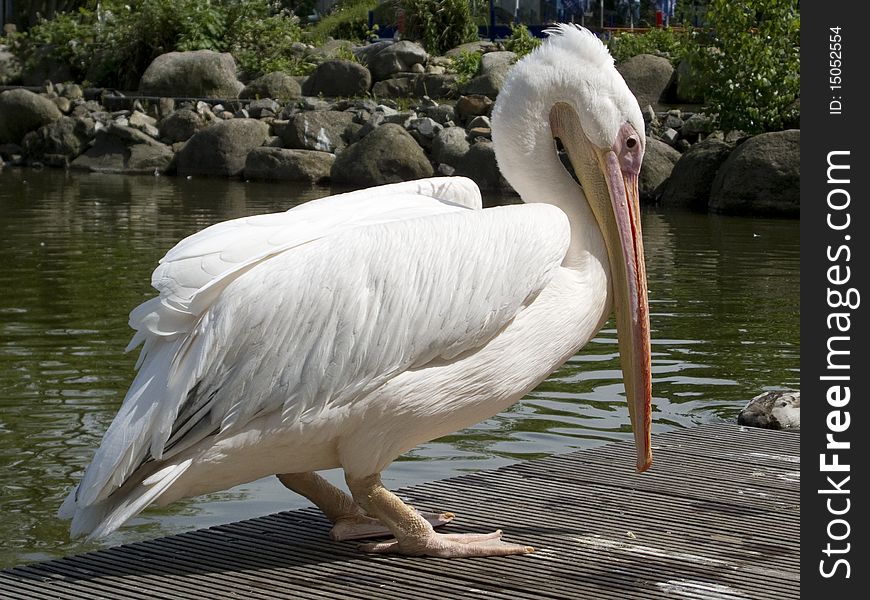 Pelican Bird