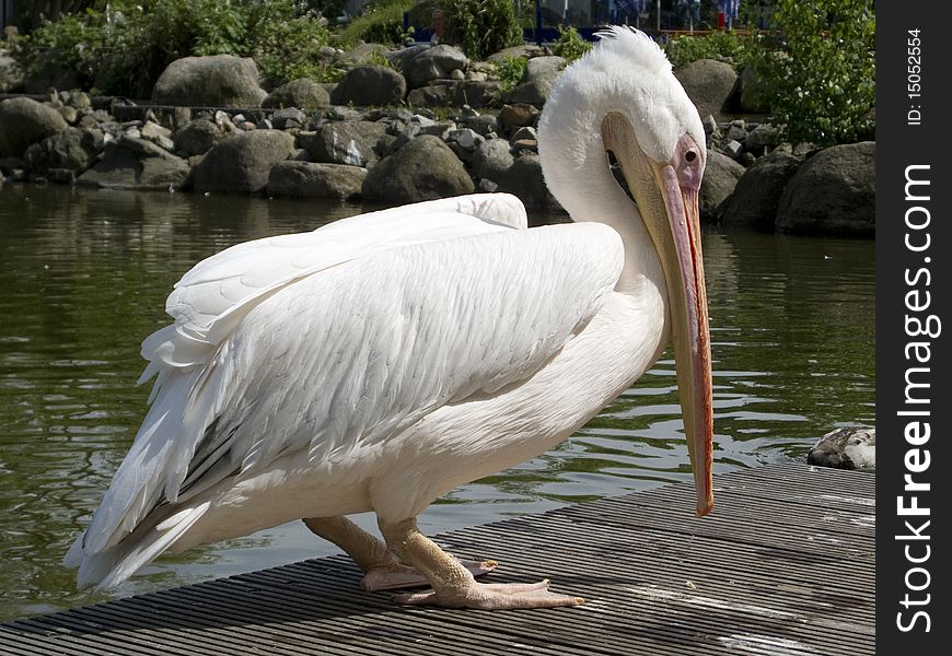 Pelican standing on a wooden jetty. Pelican standing on a wooden jetty