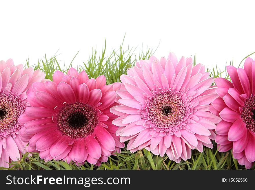 Pink Gerbera flower and grass isolated on white. Pink Gerbera flower and grass isolated on white